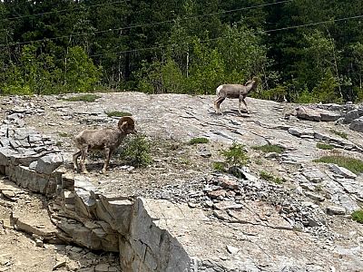 Critters along Highwood Pass